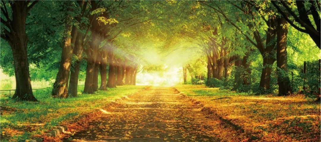 校園大道商學(xué)院品牌營銷全案