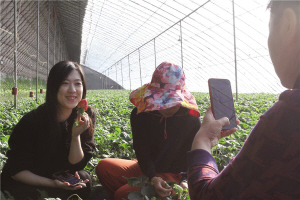 　　給大棚草莓錄抖音。