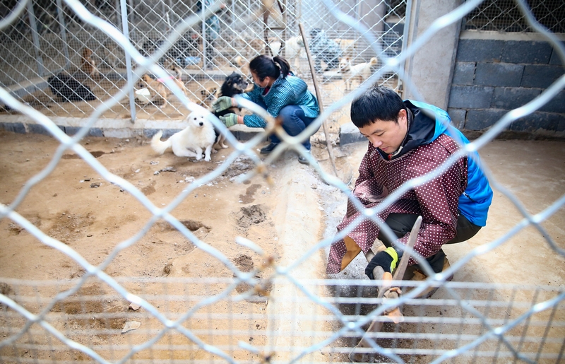 90后女孩為流浪動物搭建愛的