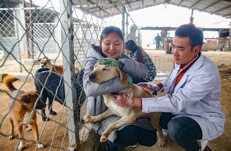 90后女孩為流浪動物搭建愛的