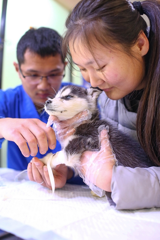 90后女孩為流浪動物搭建愛的