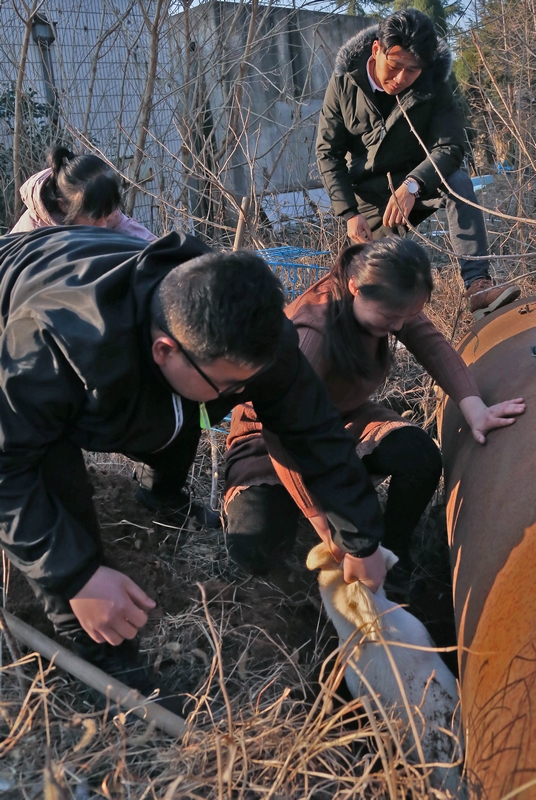 90后女孩為流浪動物搭建愛的