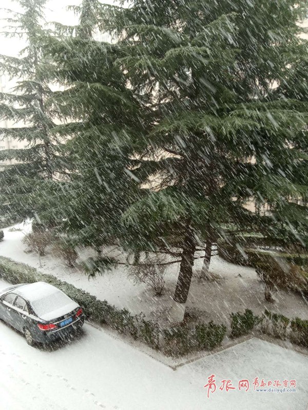 青島今天又下雪啦！最新一波雪景出爐