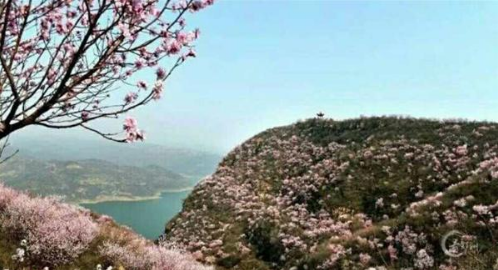 2018洛陽荊紫仙山第四屆桃花節(jié)新聞發(fā)布會在鄭州舉行