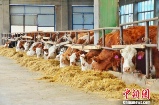 青海湟源：對口幫扶讓“山溝溝”變“金窩窩”