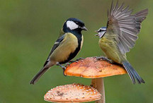 太萌了！兩山雀站在蘑菇上為爭奪食物開戰(zhàn)近日，拍攝於英國的一組照片在網絡上走紅。圖片中，兩隻站在蘑菇上的山雀因爭奪食物展開“決斗”。兩隻一大一小的山雀像角斗士一樣面對面站在蘑菇上，看起來似乎在嘗試著把對方從蘑菇上推下去?！驹敿殹?國際新聞︱國際熱圖