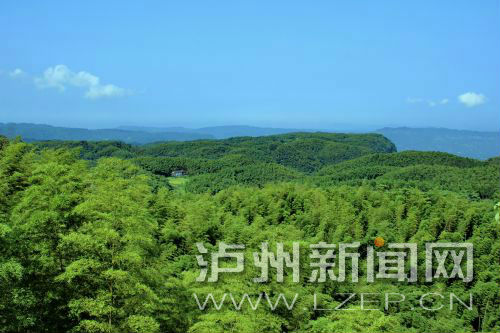 大旺竹海遠眺 市林業(yè)局供圖