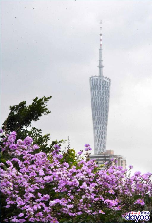 廣州城區(qū)道路兩旁大葉紫薇盛情綻放