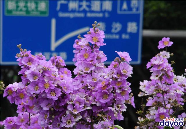 廣州城區(qū)道路兩旁大葉紫薇盛情綻放
