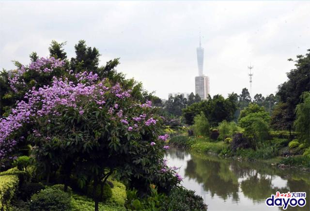 廣州城區(qū)道路兩旁大葉紫薇盛情綻放