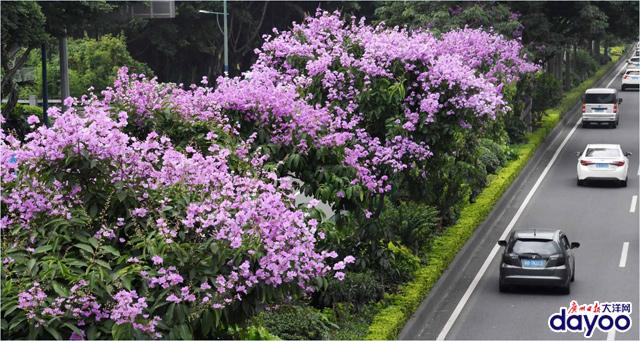 廣州城區(qū)道路兩旁大葉紫薇盛情綻放
