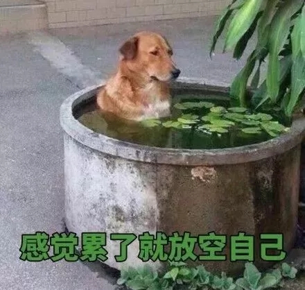 勵志文案：母雞就要多學(xué)習(xí)，不然會變老母雞！