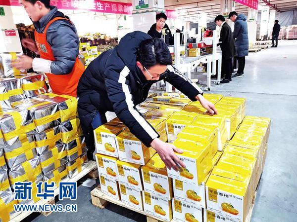新春走基層：電商致富路上春橙飄香