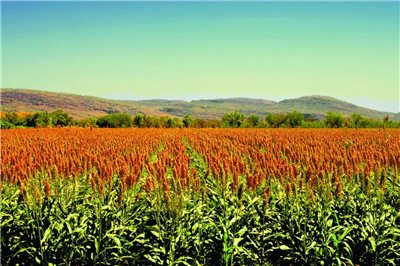 河套酒業(yè)集團(tuán)2018年度十大新聞