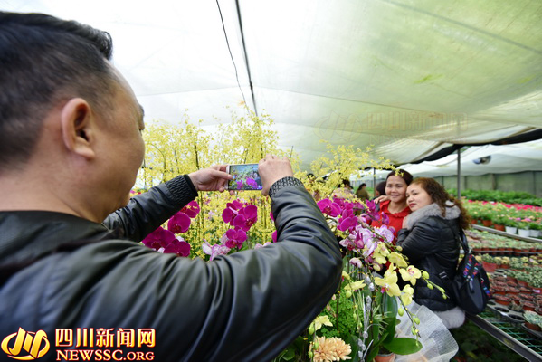 過宜賓年 看敘州花 2019宜賓首屆花卉園藝節(jié)開幕