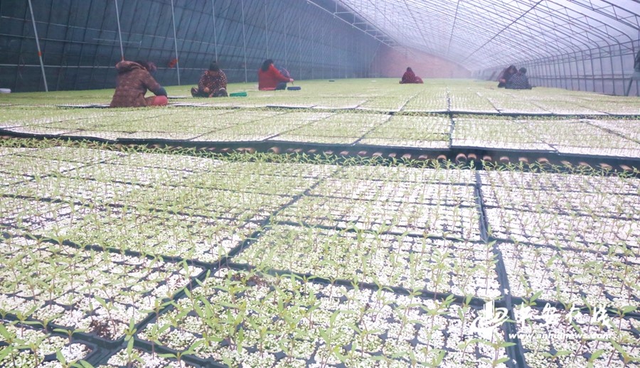 【新春走基層】蚌埠：產(chǎn)業(yè)扶貧促增收 村民走上致富路