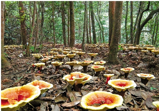 農(nóng)民收入增幅連續(xù)10年居全省首位 解析麗水農(nóng)民增收密碼