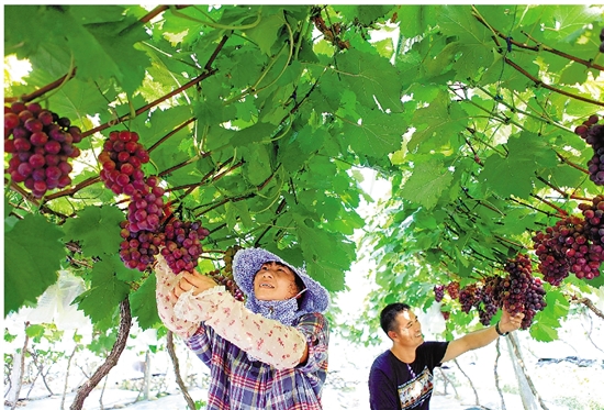 農(nóng)民收入增幅連續(xù)10年居全省首位 解析麗水農(nóng)民增收密碼