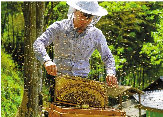 農(nóng)民收入增幅連續(xù)10年居全省首位 解析麗水農(nóng)民增收密碼