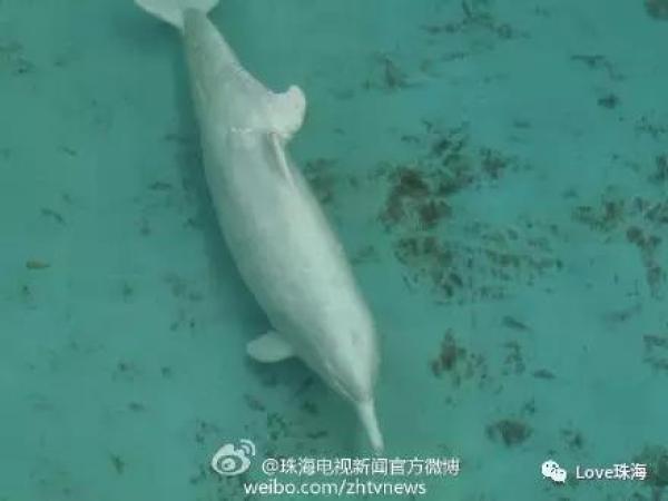 大批中華白海豚“亮相”港珠澳大橋、淇澳島海面