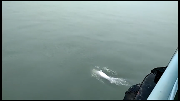 大批中華白海豚“亮相”港珠澳大橋、淇澳島海面