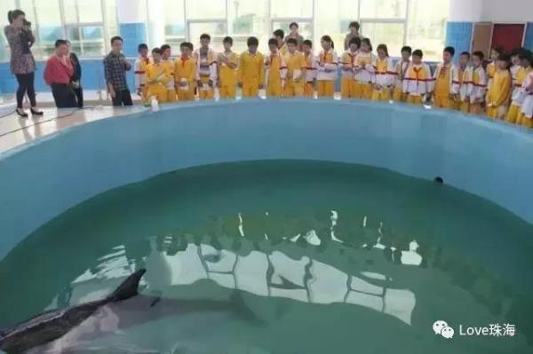 大批中華白海豚“亮相”港珠澳大橋、淇澳島海面