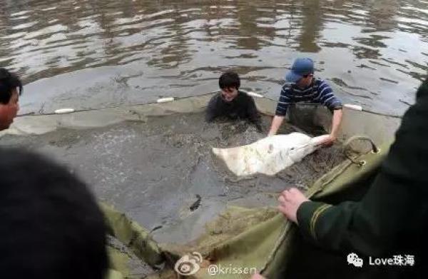 大批中華白海豚“亮相”港珠澳大橋、淇澳島海面