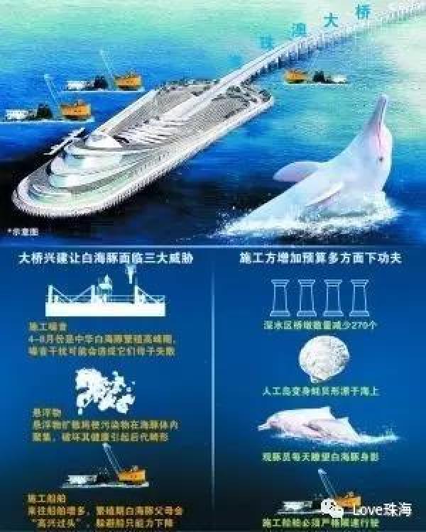 大批中華白海豚“亮相”港珠澳大橋、淇澳島海面