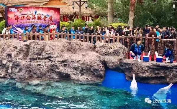 大批中華白海豚“亮相”港珠澳大橋、淇澳島海面