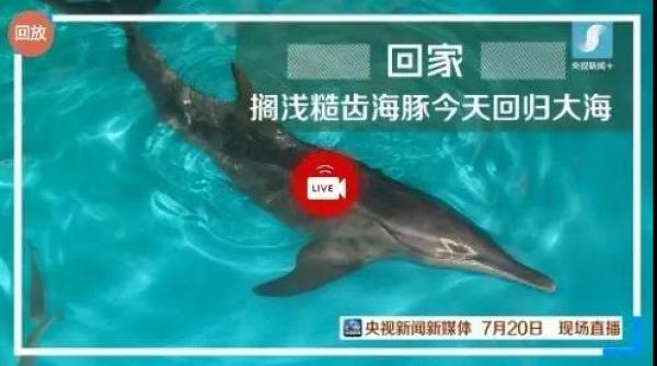 大批中華白海豚“亮相”港珠澳大橋、淇澳島海面