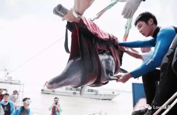 大批中華白海豚“亮相”港珠澳大橋、淇澳島海面