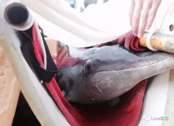 大批中華白海豚“亮相”港珠澳大橋、淇澳島海面